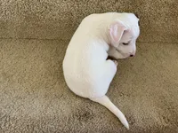 Chase, a male Jack Russell Terrier for sale in Diamond Bar, CA – 8 of 8