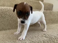 Bella, a female Jack Russell Terrier for sale in Diamond Bar, CA – 2 of 7