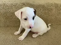 Chase, a male Jack Russell Terrier for sale in Diamond Bar, CA – 6 of 8