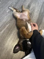 Baira, a female Golden Retriever for sale in Worcester, MA – Photo 6 of 7