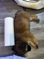 Baira, a female Golden Retriever for sale in Worcester, MA – Photo 7 of 7