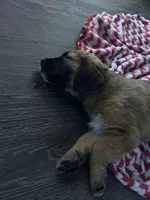 Baira, a female Golden Retriever for sale in Worcester, MA – Photo 3 of 7