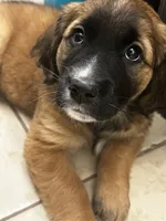 Baira, a female Golden Retriever for sale in Worcester, MA – Photo 4 of 7