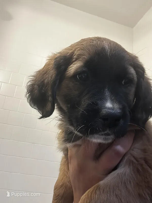 Baira – Golden Retriever puppy for sale in Worcester, MA