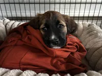 Baira, a female Golden Retriever for sale in Worcester, MA – Photo 5 of 7