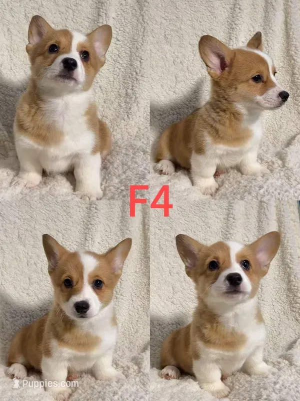 Female 4, a female Pembroke Welsh Corgi for sale in Franklin Square, NY – Photo 1 of 1