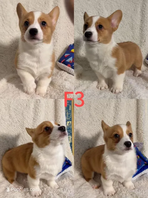 Female 3, a female Pembroke Welsh Corgi for sale in Franklin Square, NY – Photo 1 of 1
