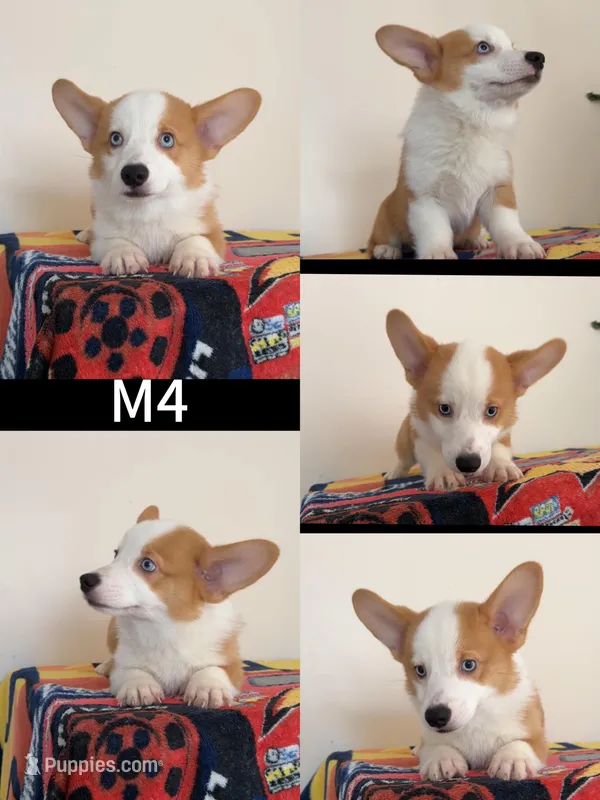 Male 3 – Pembroke Welsh Corgi puppy for sale in Franklin Square, NY