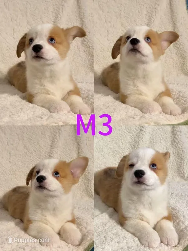 Male 3, a female Pembroke Welsh Corgi for sale in Franklin Square, NY – Photo 1 of 1
