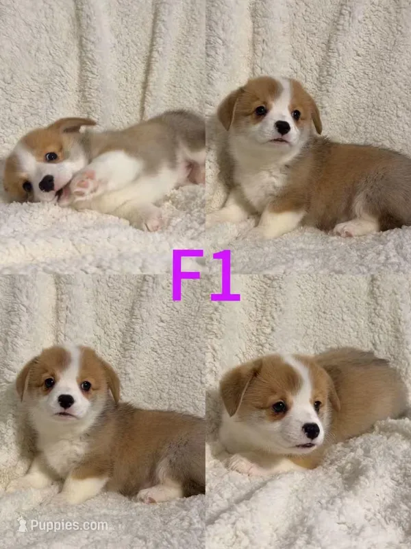 Female 1, a female Pembroke Welsh Corgi for sale in Franklin Square, NY – Photo 1 of 1