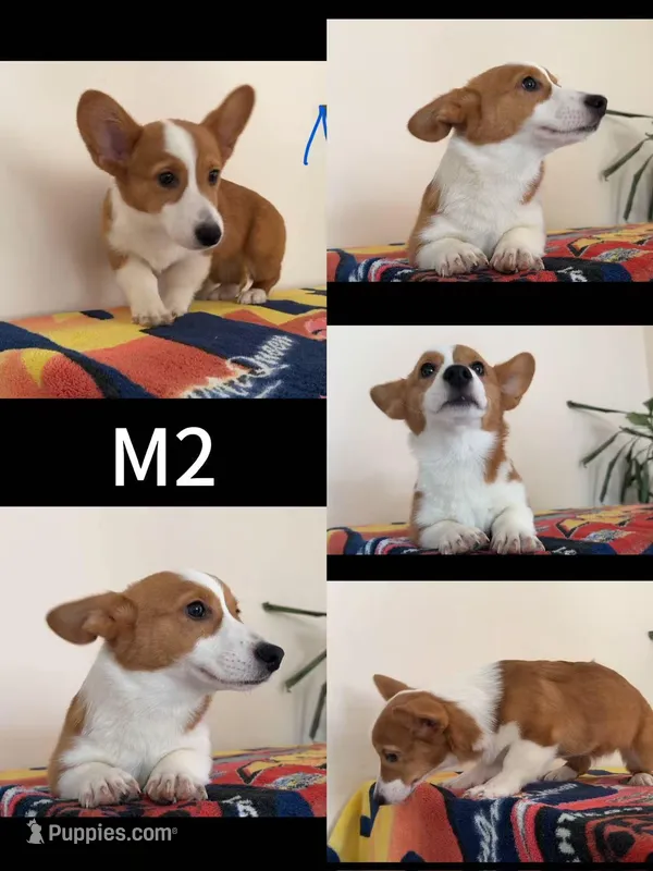 Male 2 – Pembroke Welsh Corgi puppy for sale in Franklin Square, NY