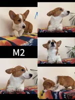 Male 2, a female Pembroke Welsh Corgi for sale in Franklin Square, NY – Photo 1 of 2