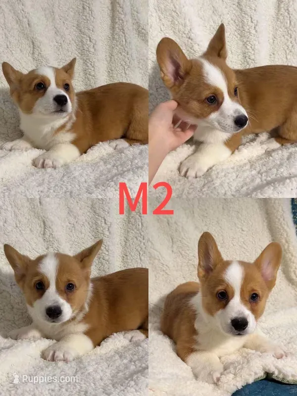 Male 2, a female Pembroke Welsh Corgi for sale in Franklin Square, NY – Photo 1 of 1