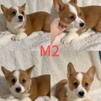 Male 2, a female Pembroke Welsh Corgi for sale in Franklin Square, NY – Photo 2 of 2