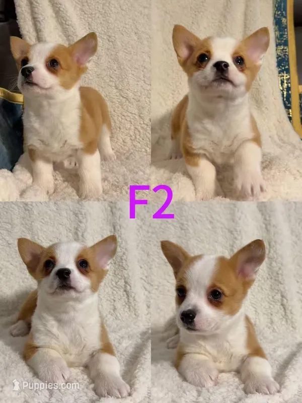 Female 2, a female Pembroke Welsh Corgi for sale in Franklin Square, NY – Photo 1 of 1