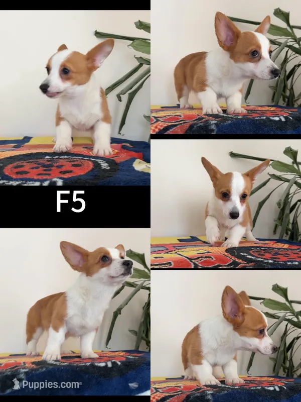 Female 5 – Pembroke Welsh Corgi puppy for sale in Franklin Square, NY