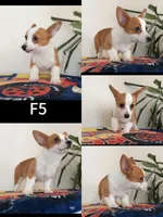 Female 5, a female Pembroke Welsh Corgi for sale in Franklin Square, NY – 1 of 1