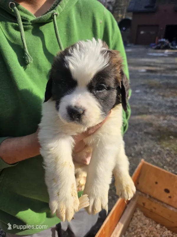 Male – Saint Bernard puppy for sale in Woodbridge, CT