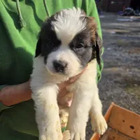 Male, a male Saint Bernard for sale in Woodbridge, CT – 1 of 1