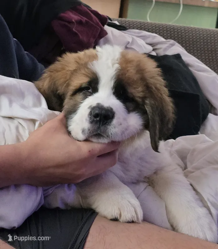 Green – Saint Bernard puppy for sale in Woodbridge, CT