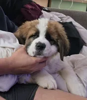 Green, a female Saint Bernard for sale in Woodbridge, CT – 1 of 1