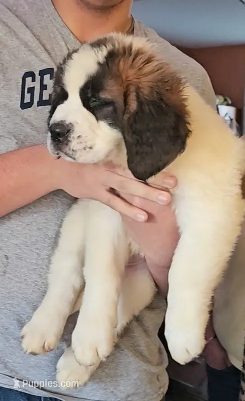Pink – Saint Bernard puppy for sale in Woodbridge, CT