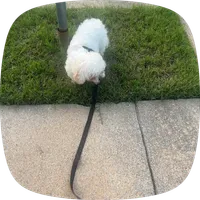 Max, a male Shihpoo for sale in Memphis, TN – 2 of 2