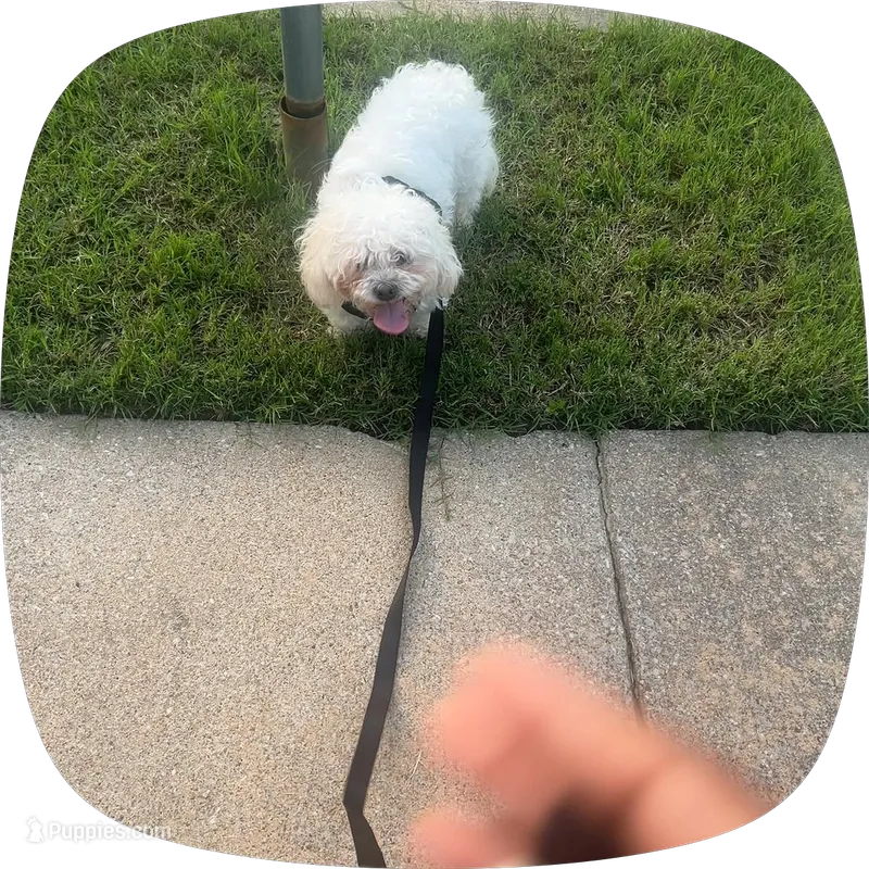 Max – Shihpoo puppy for sale in Memphis, TN