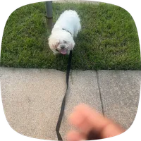Max, a male Shihpoo for sale in Memphis, TN – 1 of 2