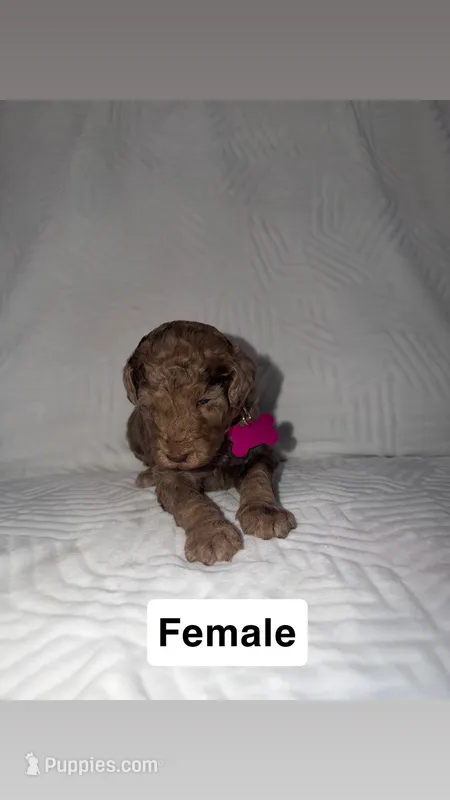 Pinky – Goldendoodle puppy for sale in Chatsworth, GA