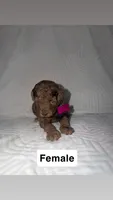 Pinky, a female Goldendoodle for sale in Chatsworth, GA – 1 of 2