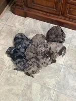 Pinky, a female Goldendoodle for sale in Chatsworth, GA – 2 of 2