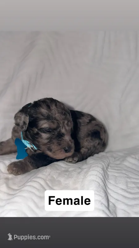 Sky – Goldendoodle puppy for sale in Chatsworth, GA