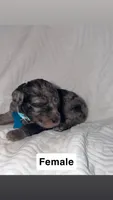 Sky, a female Goldendoodle for sale in Chatsworth, GA – 1 of 2