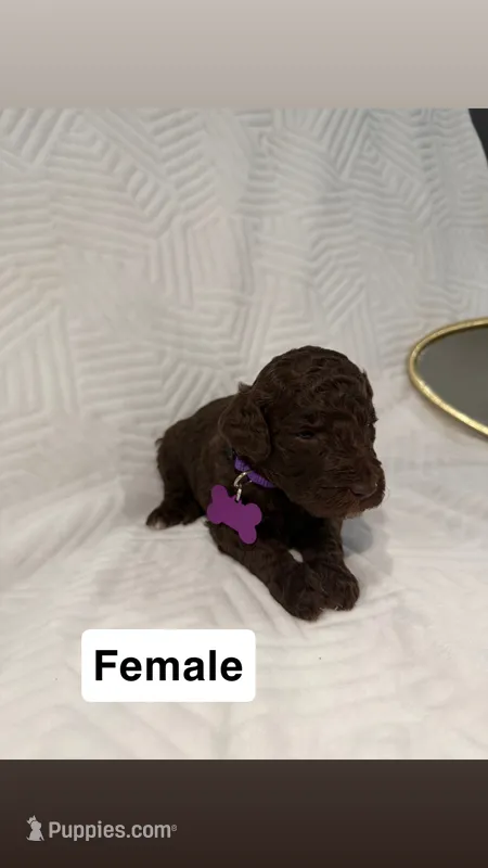 Berry – Goldendoodle puppy for sale in Chatsworth, GA