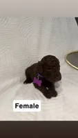 Berry, a female Goldendoodle for sale in Chatsworth, GA – 1 of 2