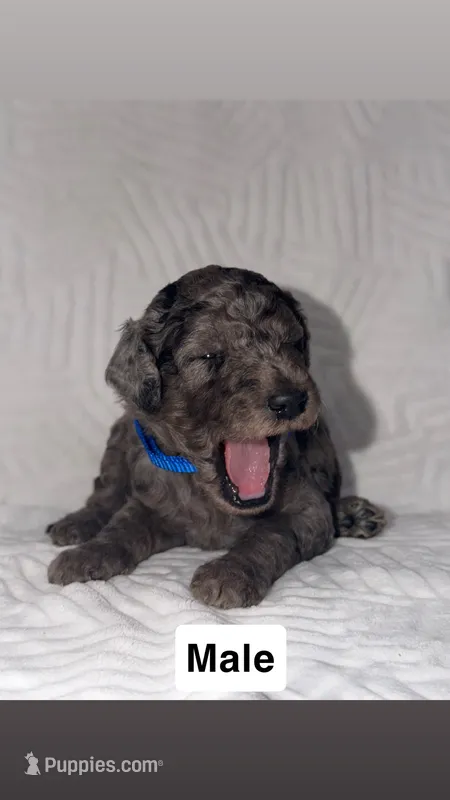 Bluey – Goldendoodle puppy for sale in Chatsworth, GA