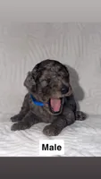 Bluey, a male Goldendoodle for sale in Chatsworth, GA – 1 of 1