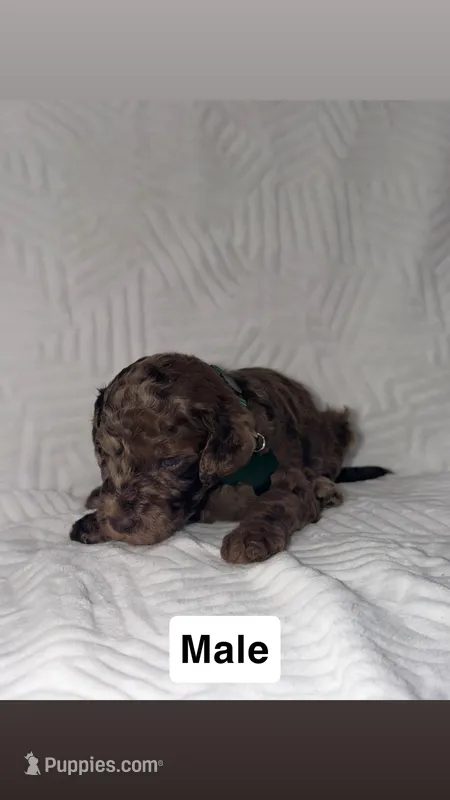 Luigi – Goldendoodle puppy for sale in Chatsworth, GA