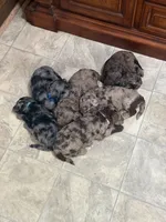 Berry, a female Goldendoodle for sale in Chatsworth, GA – 2 of 2