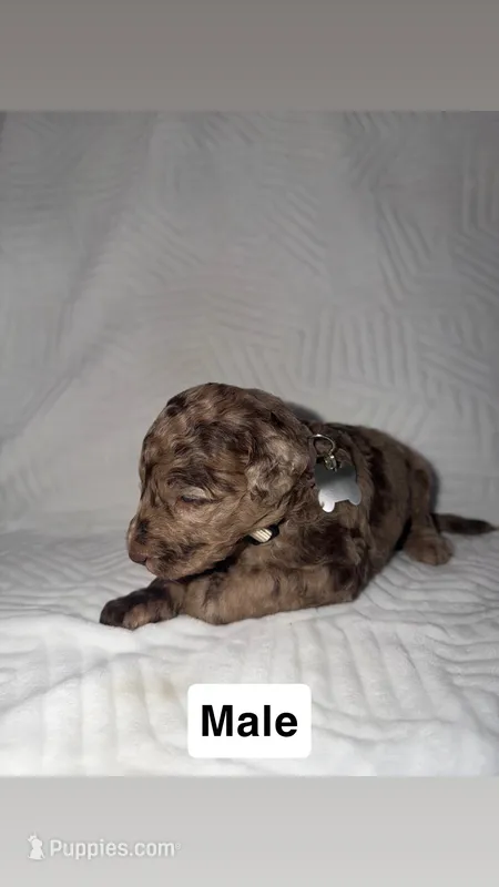 MJ – Goldendoodle puppy for sale in Chatsworth, GA