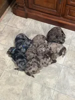 Sky, a female Goldendoodle for sale in Chatsworth, GA – 2 of 2