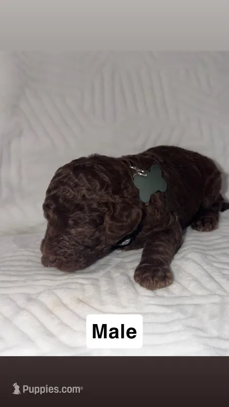 Coco – Goldendoodle puppy for sale in Chatsworth, GA