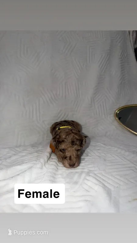 Sunny – Goldendoodle puppy for sale in Chatsworth, GA