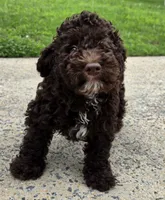 Teddy, a male Miniature Goldendoodle for sale in Douglasville, GA – 3 of 5
