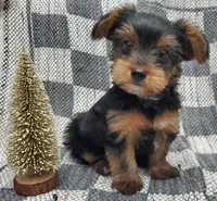 Tye, a male Yorkshire Terrier for sale in Douglasville, GA – Photo 1 of 6