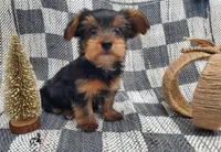 Thunder , a male Yorkshire Terrier for sale in Douglasville, GA – Photo 4 of 5
