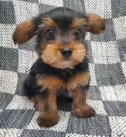 Tye, a male Yorkshire Terrier for sale in Douglasville, GA – Photo 4 of 6