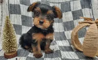 Tye, a male Yorkshire Terrier for sale in Douglasville, GA – Photo 2 of 6