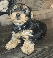 Thumper, a male Yorkshire Terrier for sale in Douglasville, GA – Photo 6 of 6